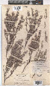 Erica bruniades image