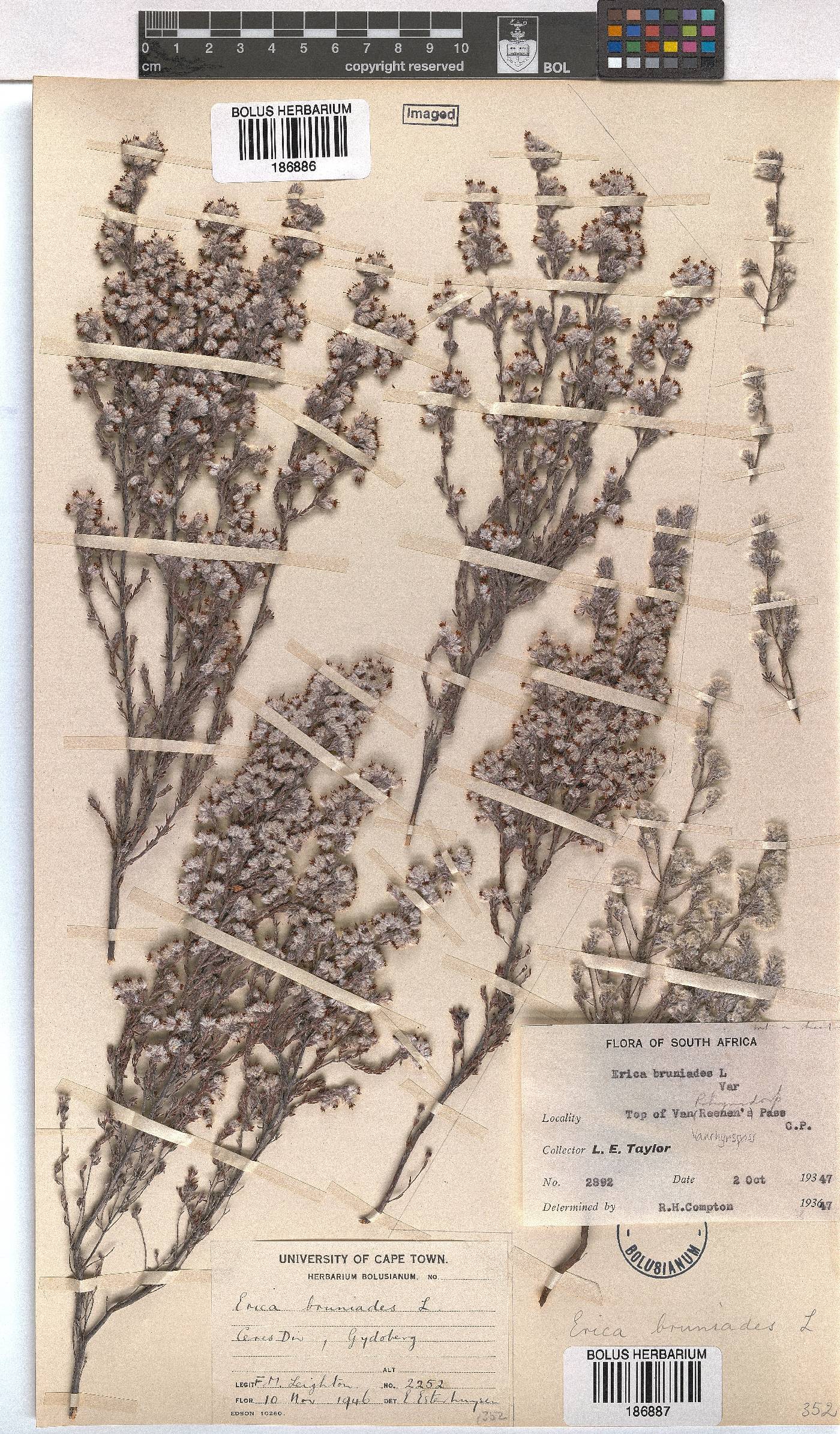 Erica bruniades image