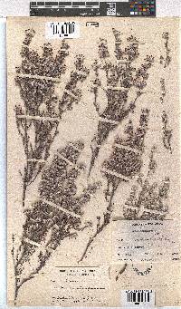 Erica bruniades image