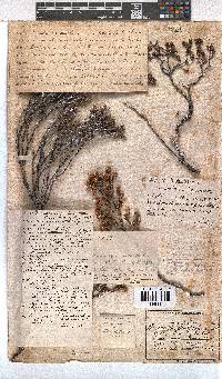 Erica sexfaria image