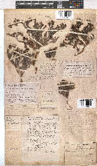 Erica sexfaria image