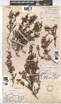 Erica sexfaria image