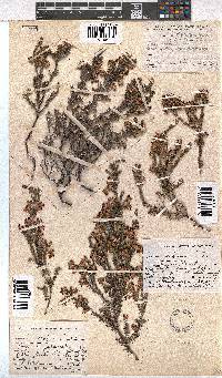 Erica sexfaria image