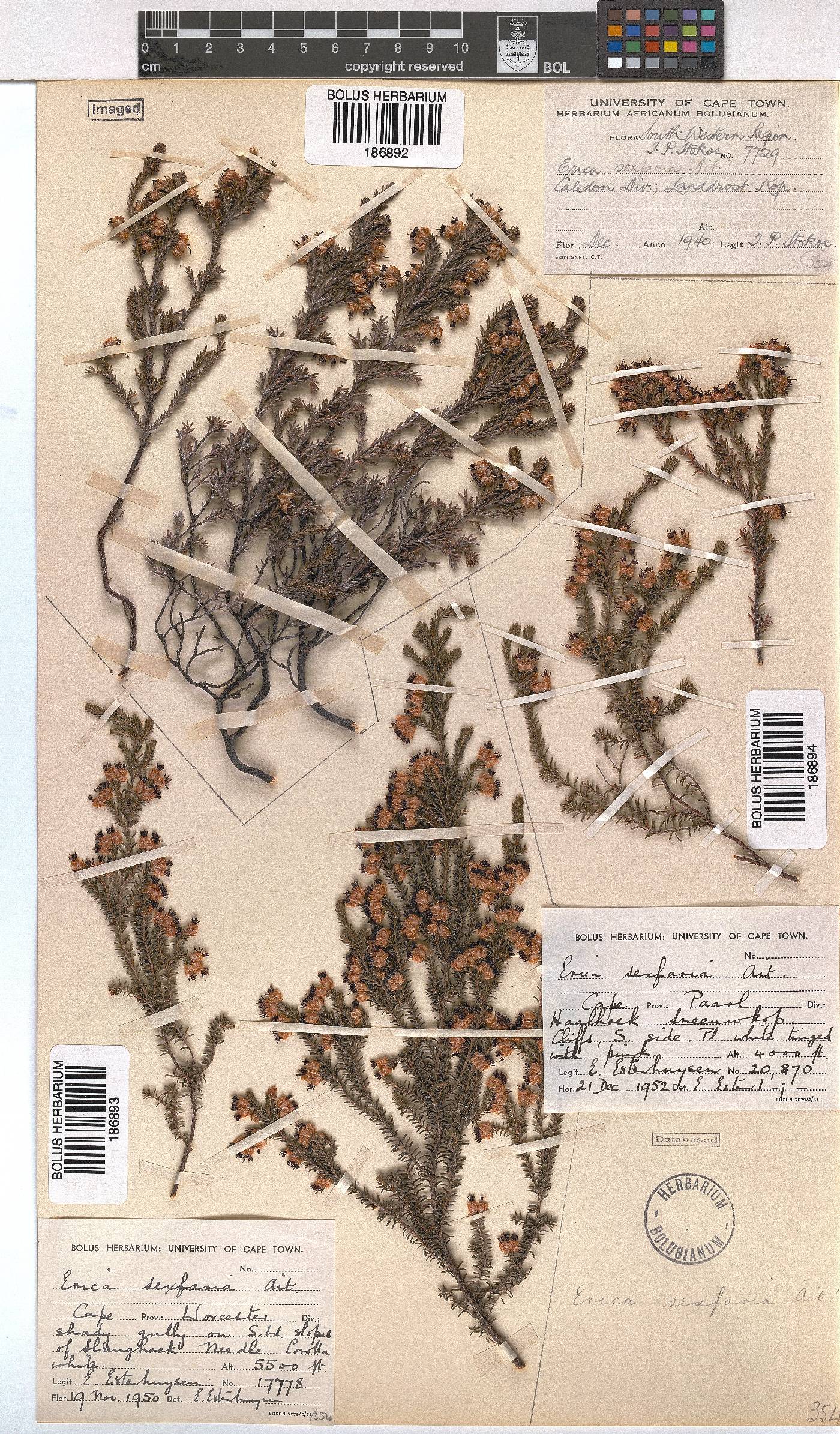 Erica sexfaria image