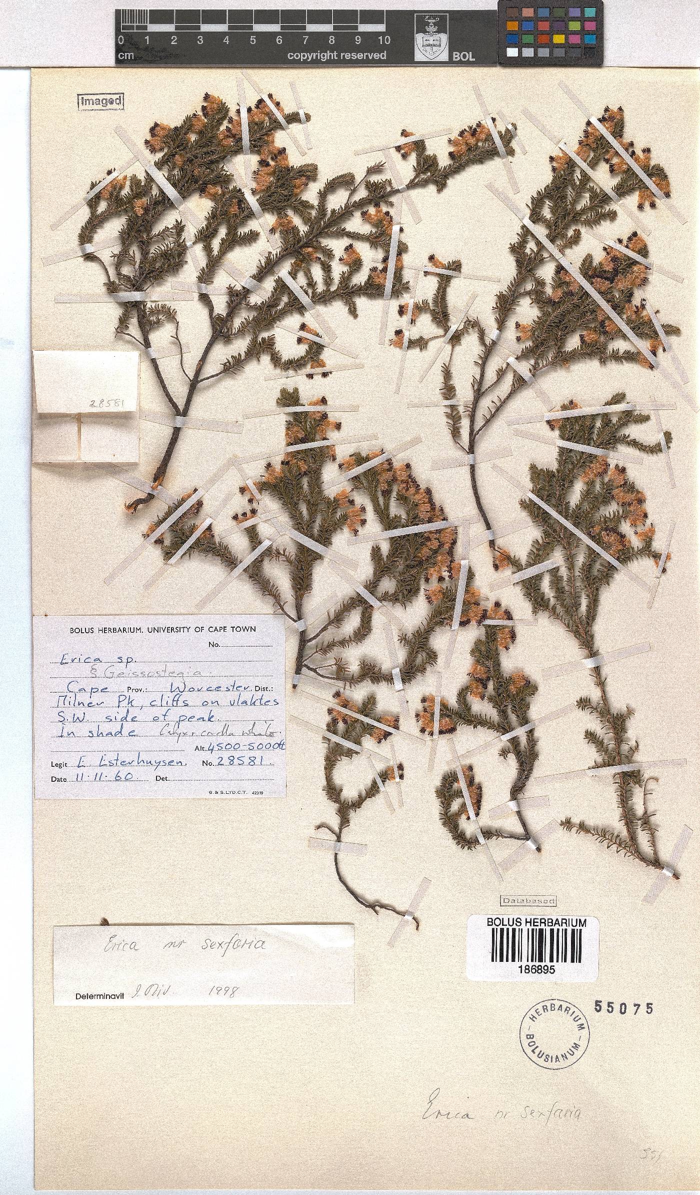 Erica sexfaria image