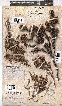 Erica sexfaria image