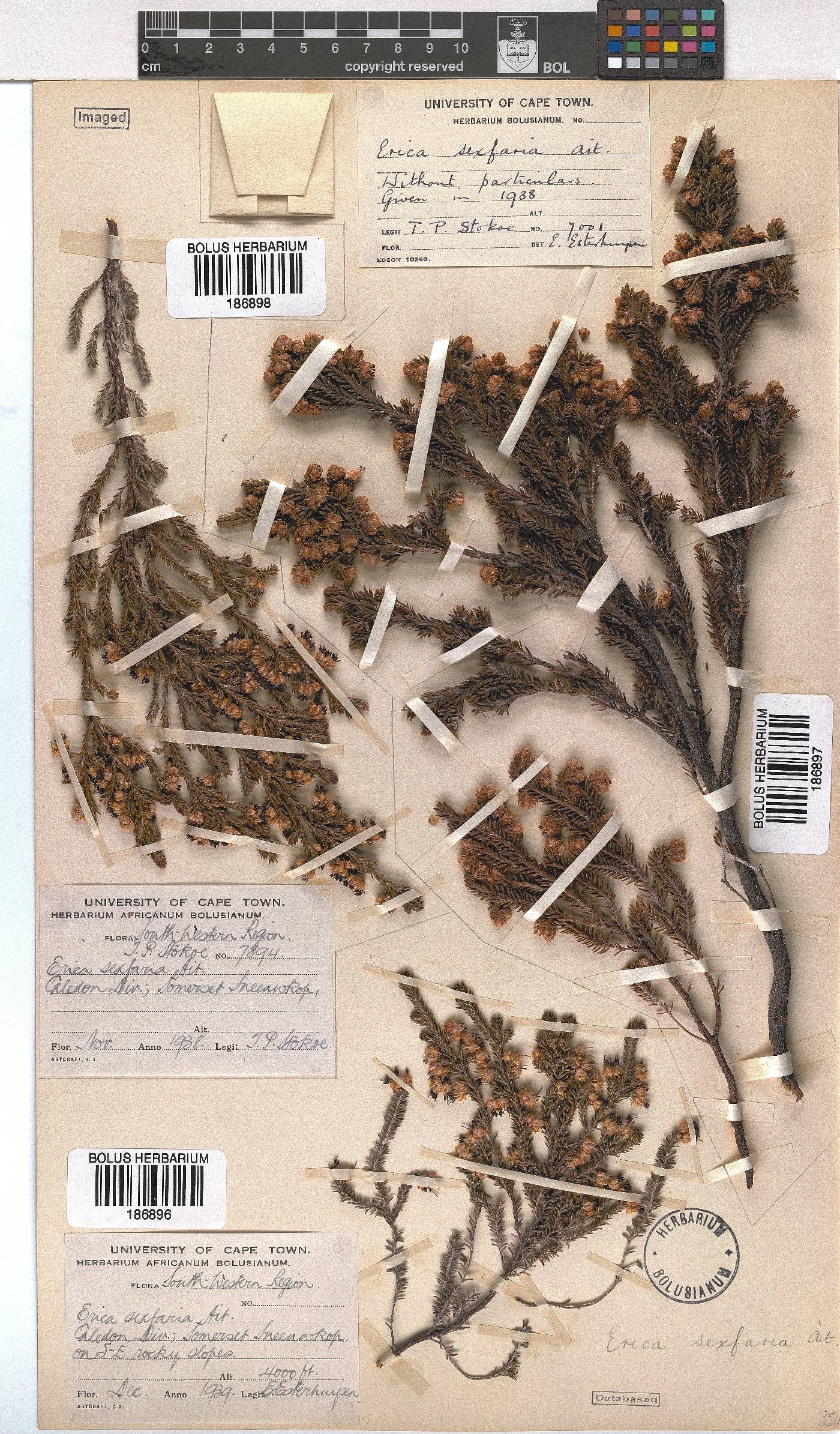 Erica sexfaria image