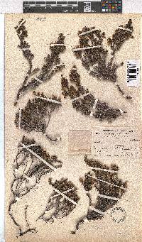 Erica sexfaria image