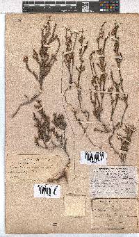 Erica sexfaria image