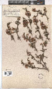 Erica sexfaria image