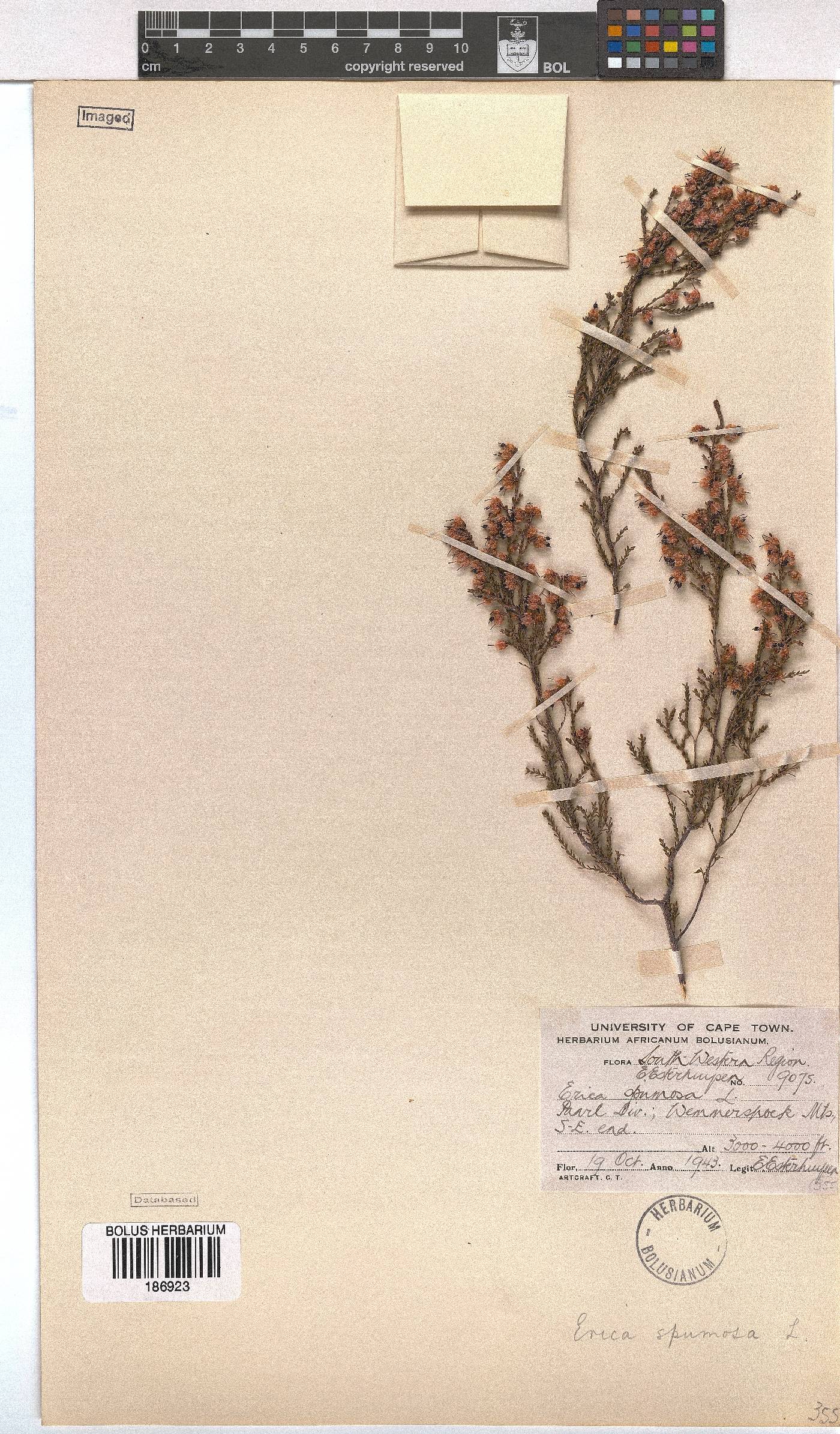 Erica spumosa image