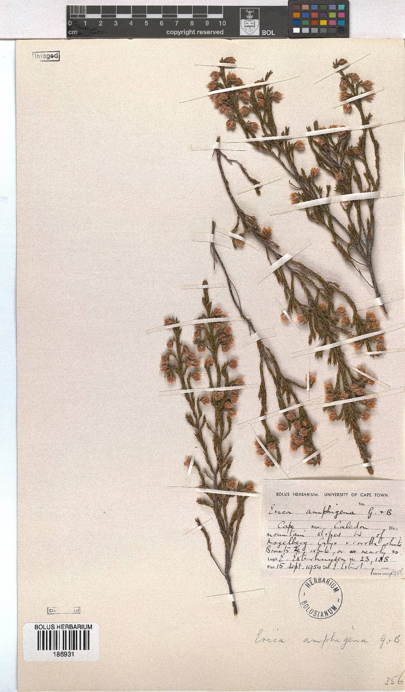 Erica amphigena image