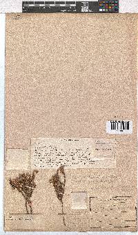 Erica amphigena image