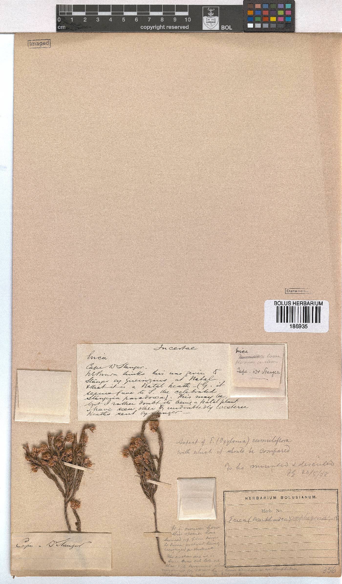 Erica amphigena image