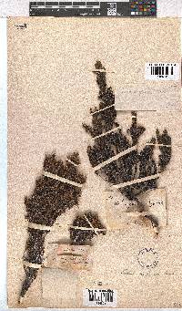 Erica sexfaria image