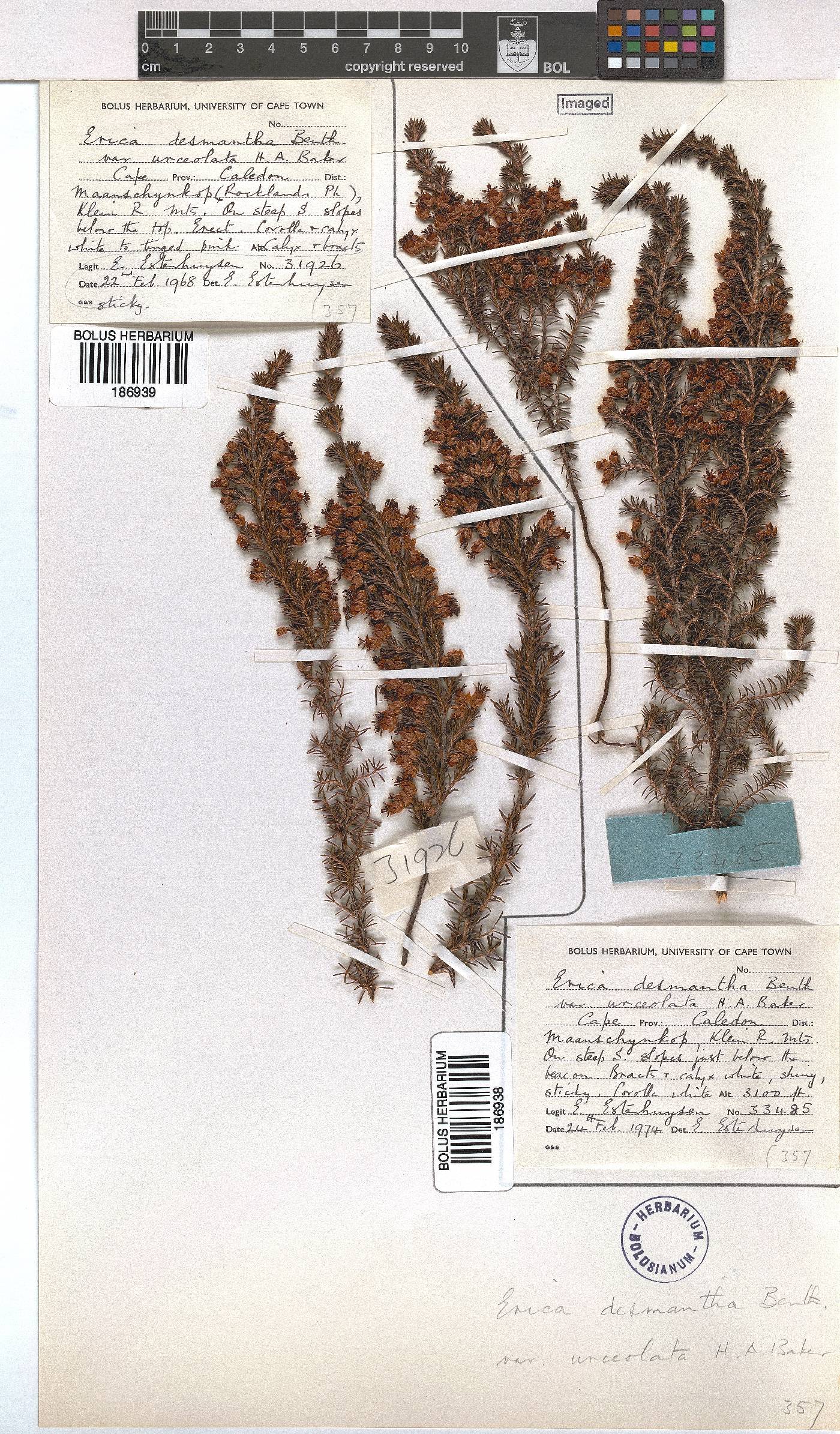 Erica desmantha var. urceolata image