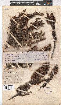 Erica desmantha image