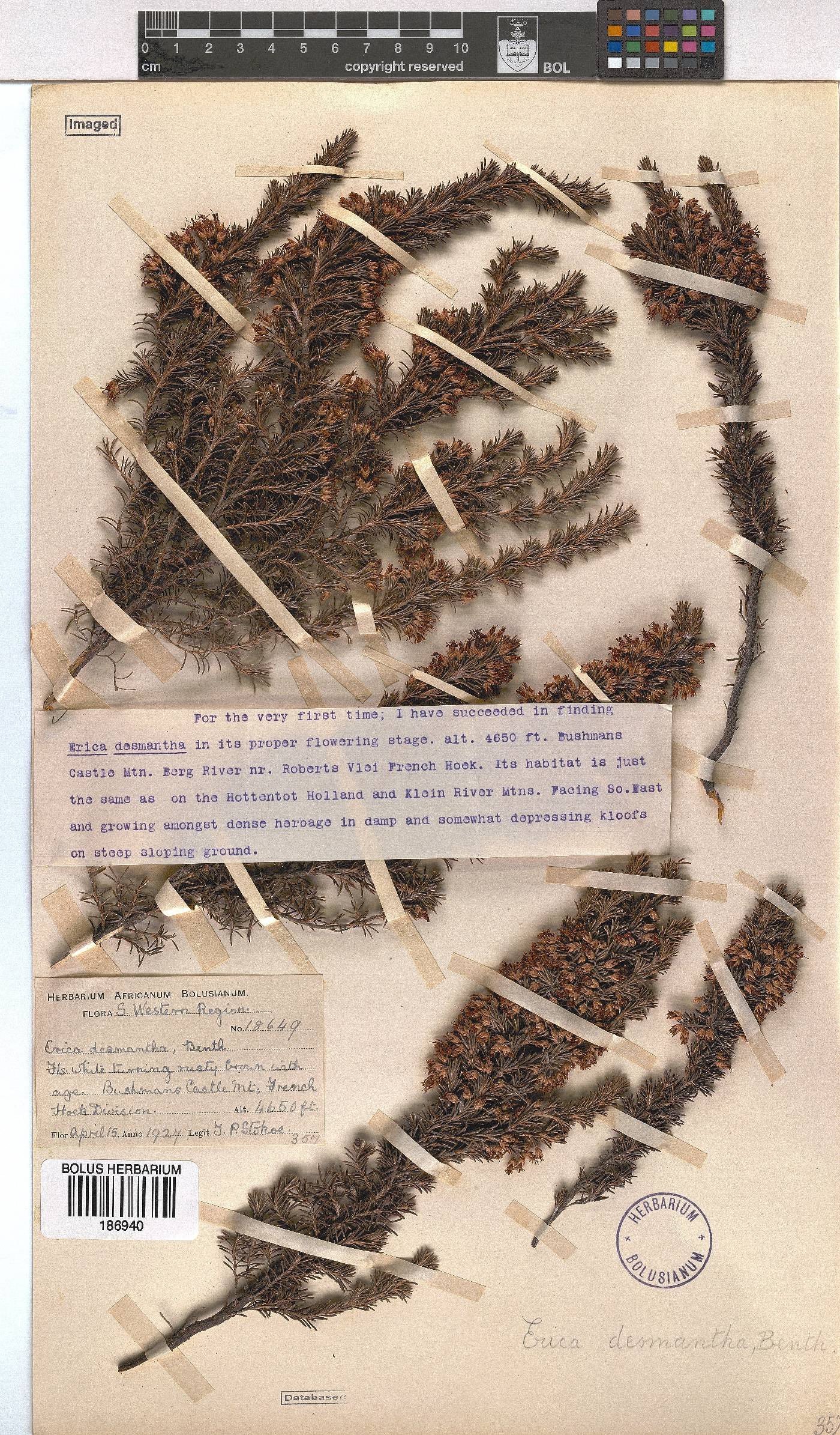 Erica desmantha image