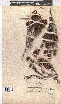 Erica desmantha image