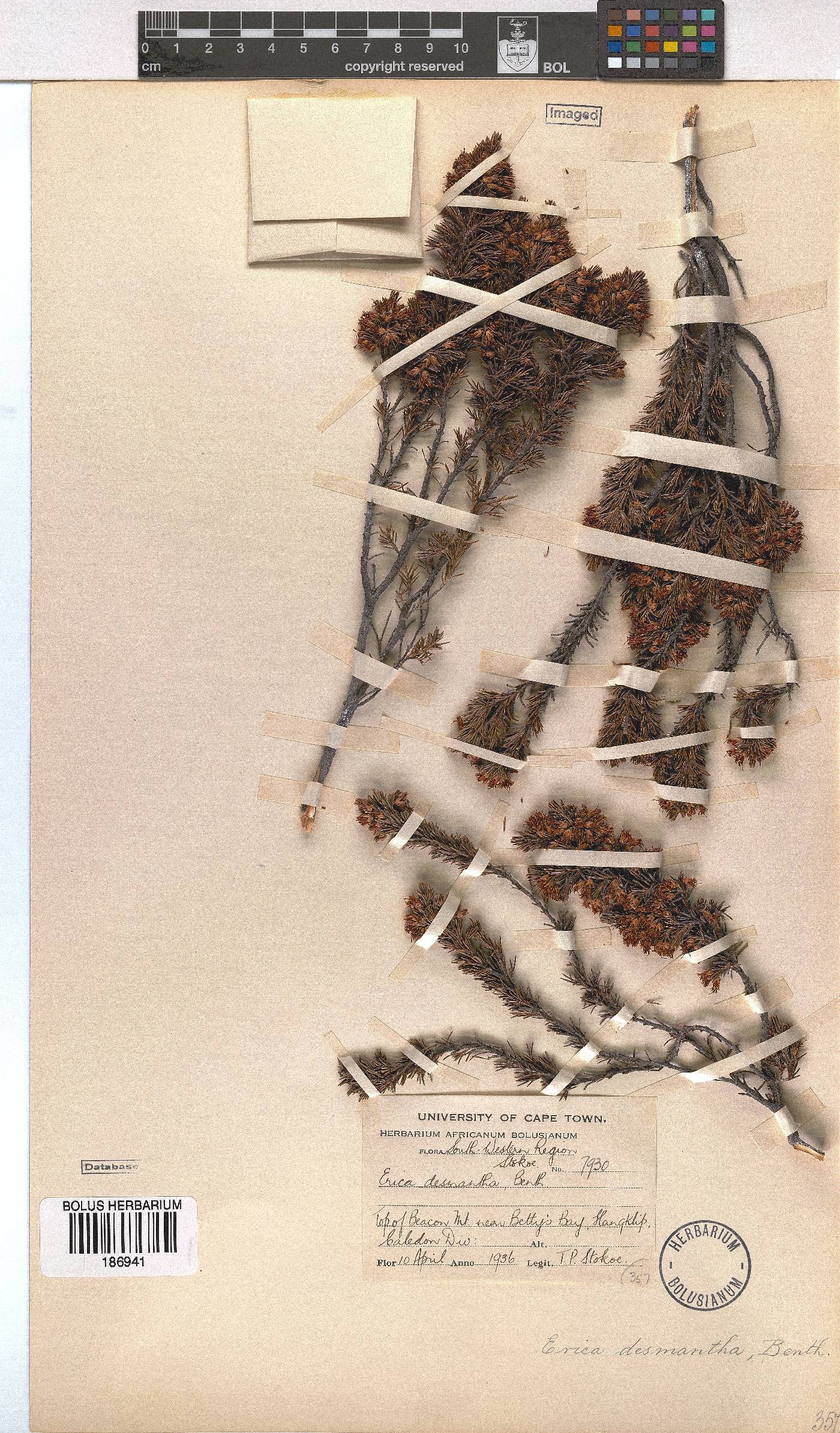 Erica desmantha image