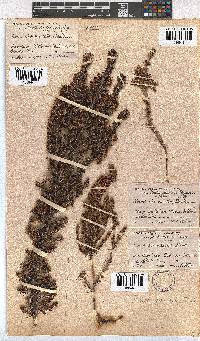 Erica desmantha image