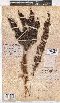 Erica desmantha image