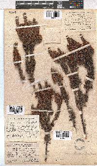 Erica desmantha image