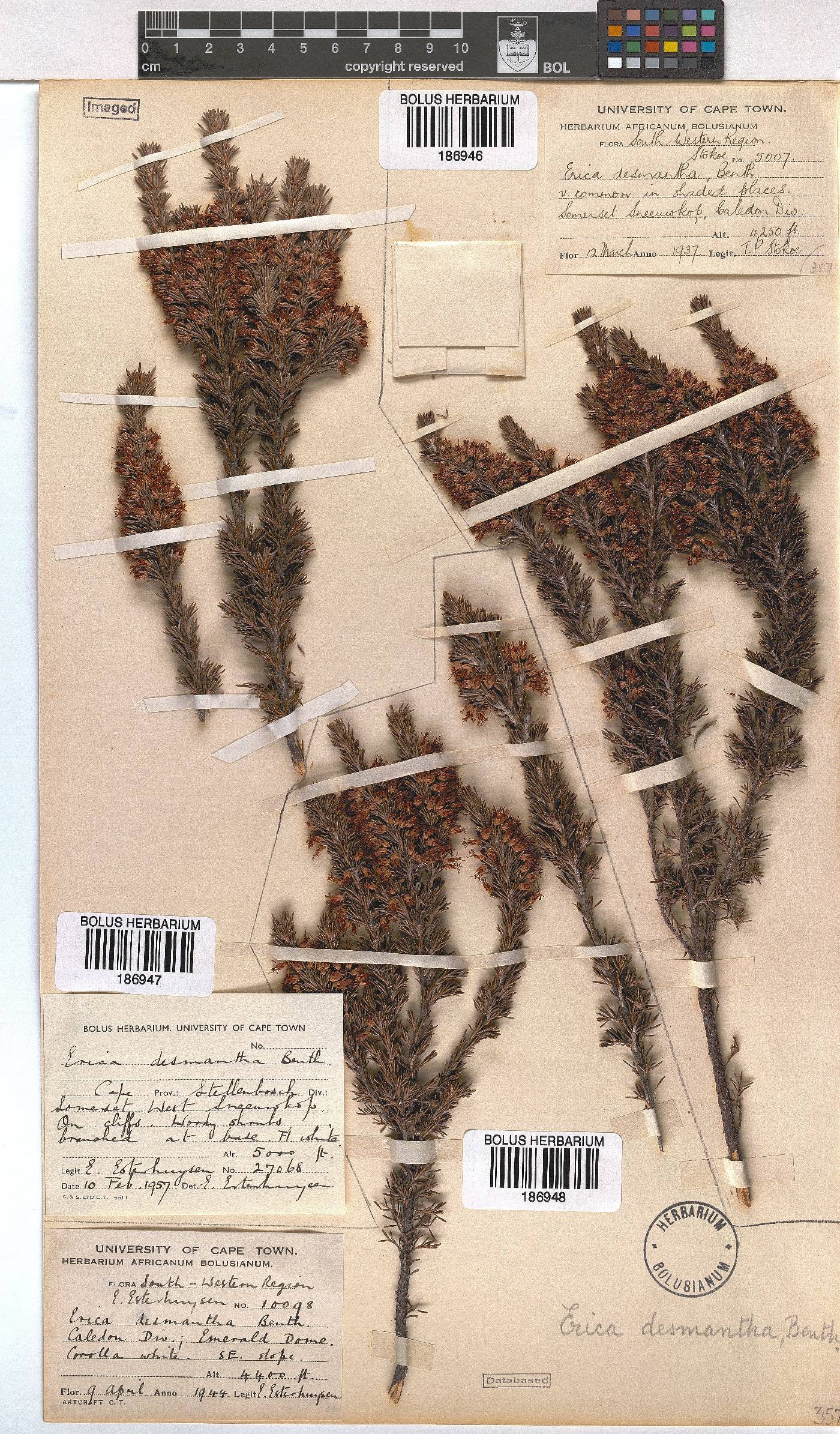 Erica desmantha image