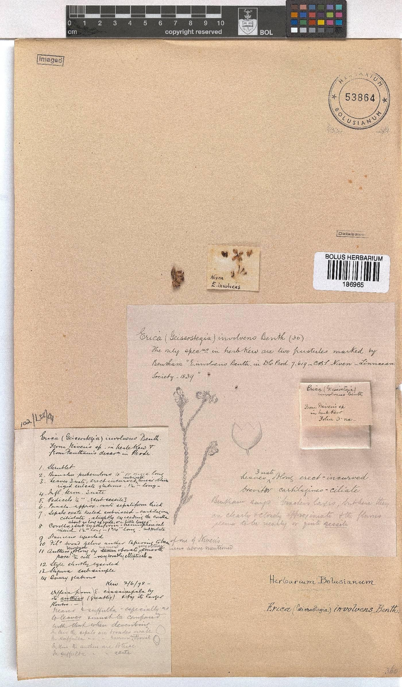 Erica involvens image