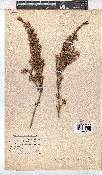 Erica chartacea image