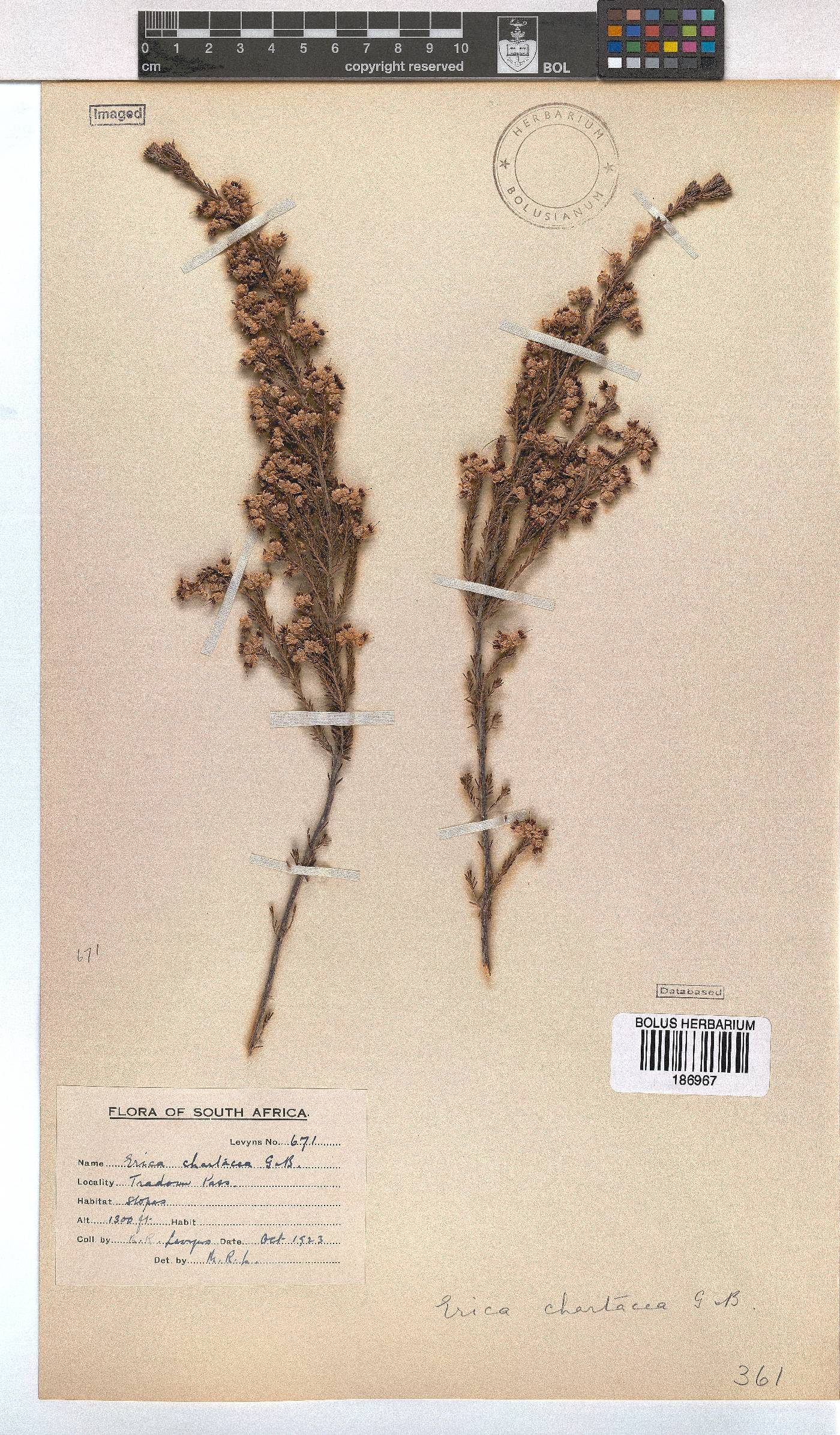 Erica chartacea image