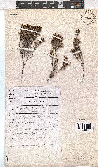 Erica suffulta image