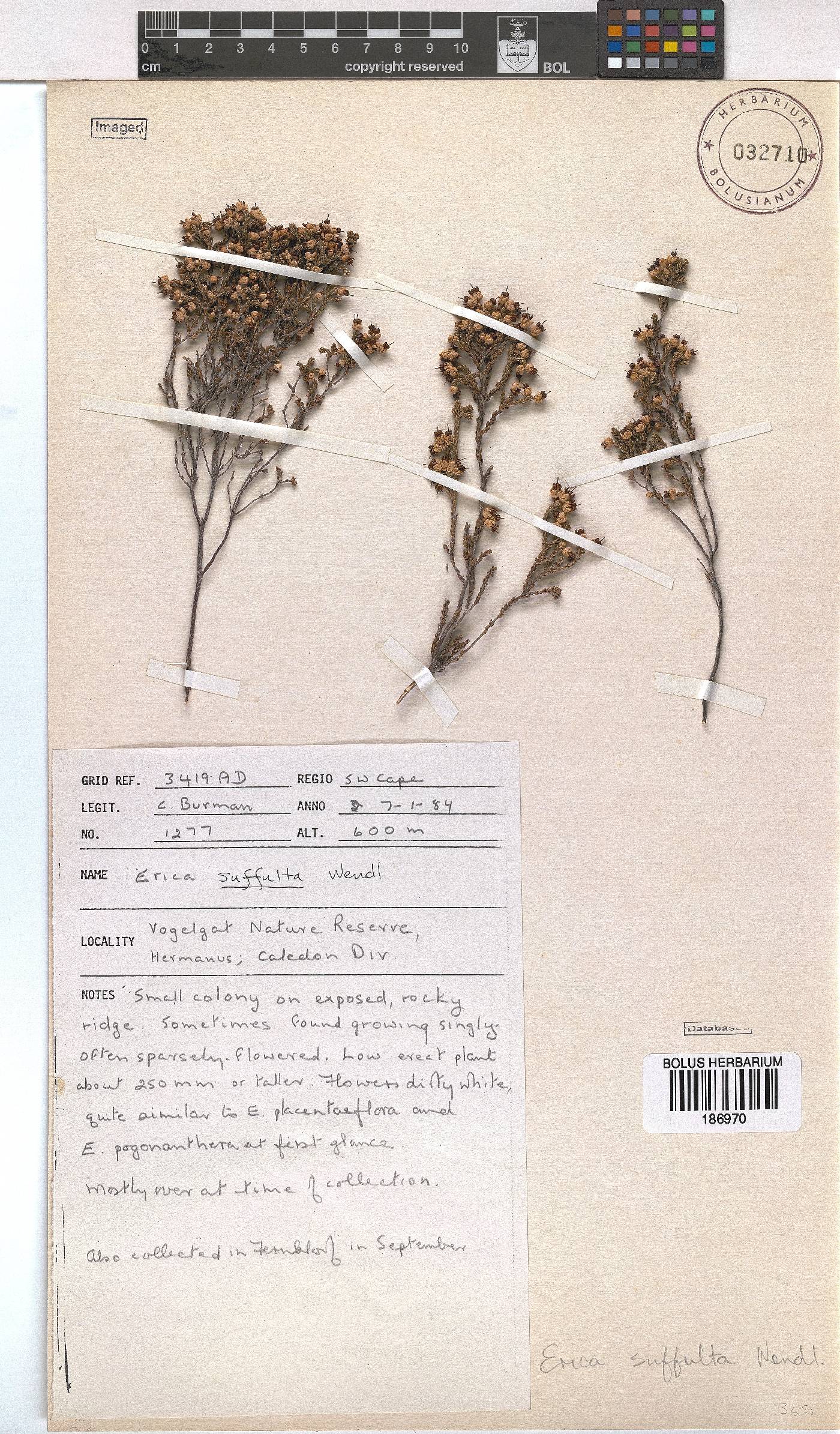Erica suffulta image
