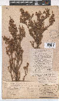 Erica suffulta image