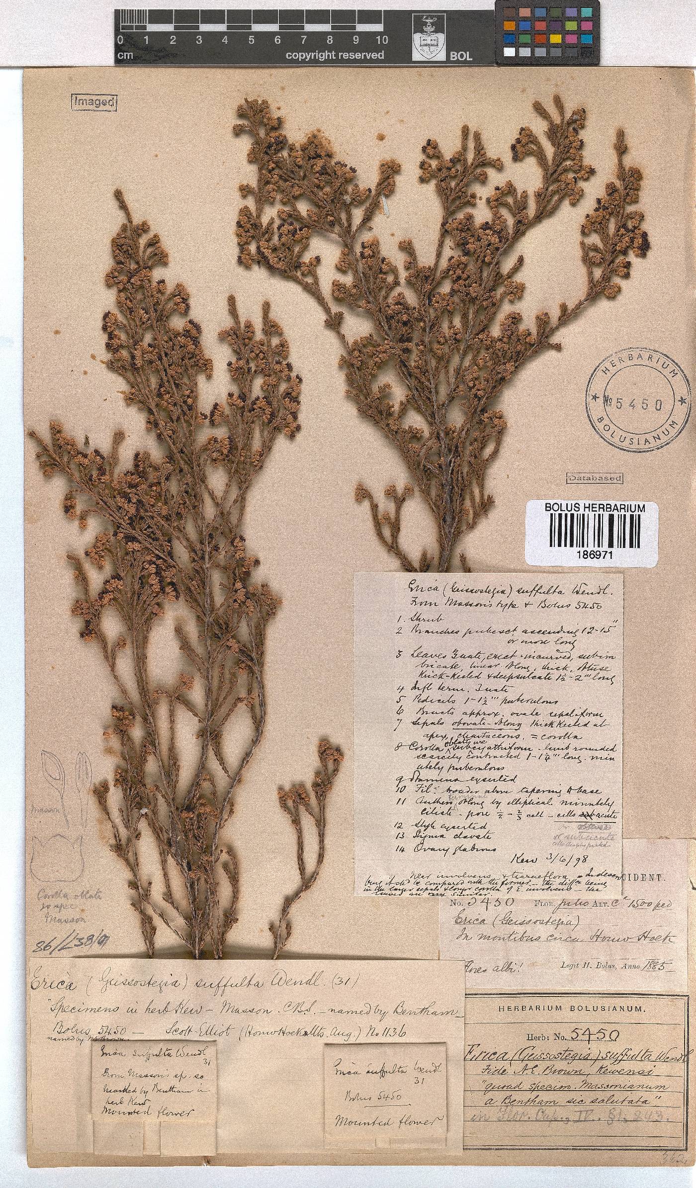 Erica suffulta image