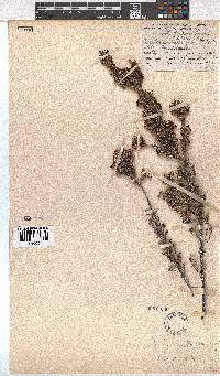 Erica suffulta image