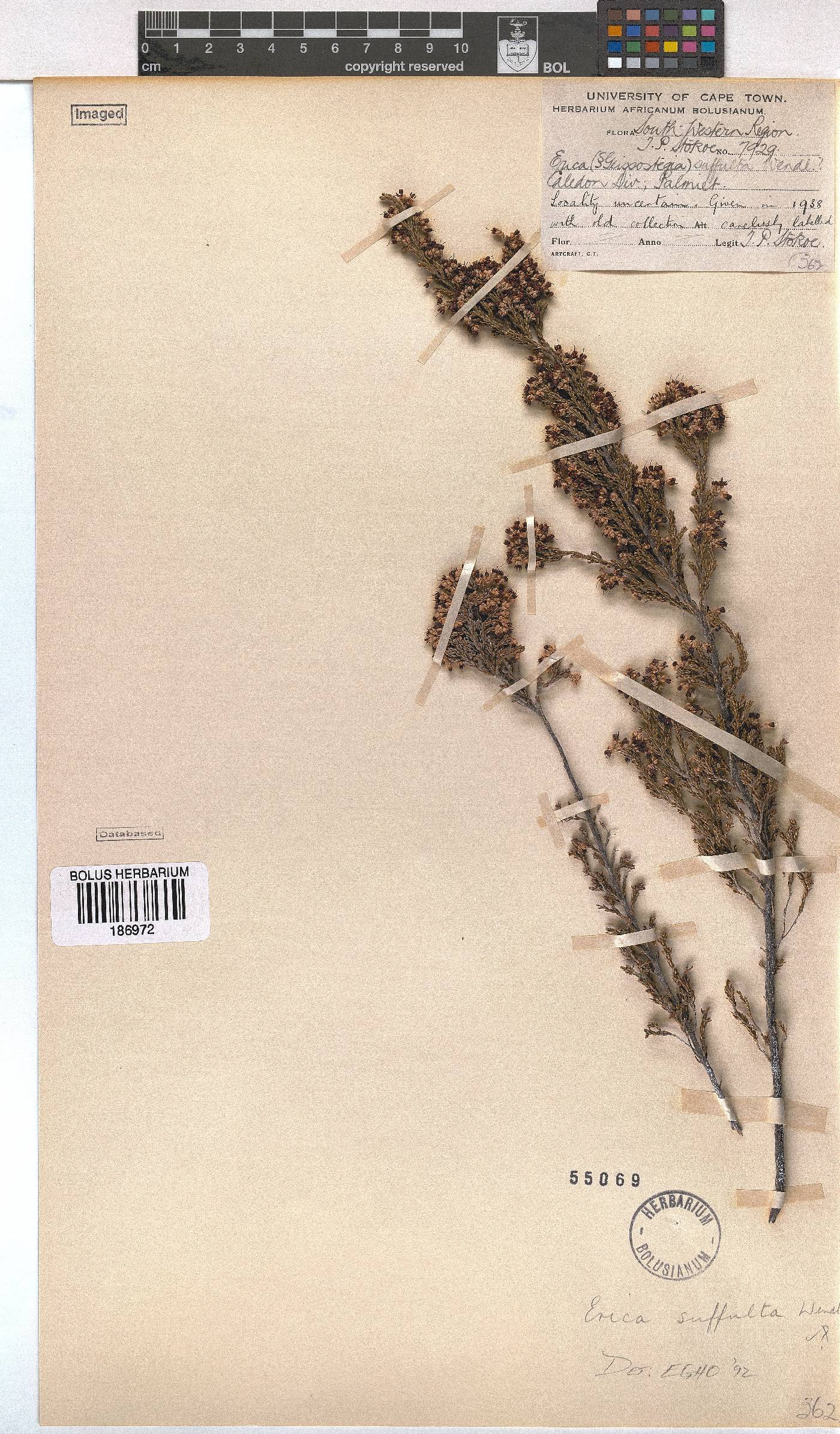 Erica suffulta image