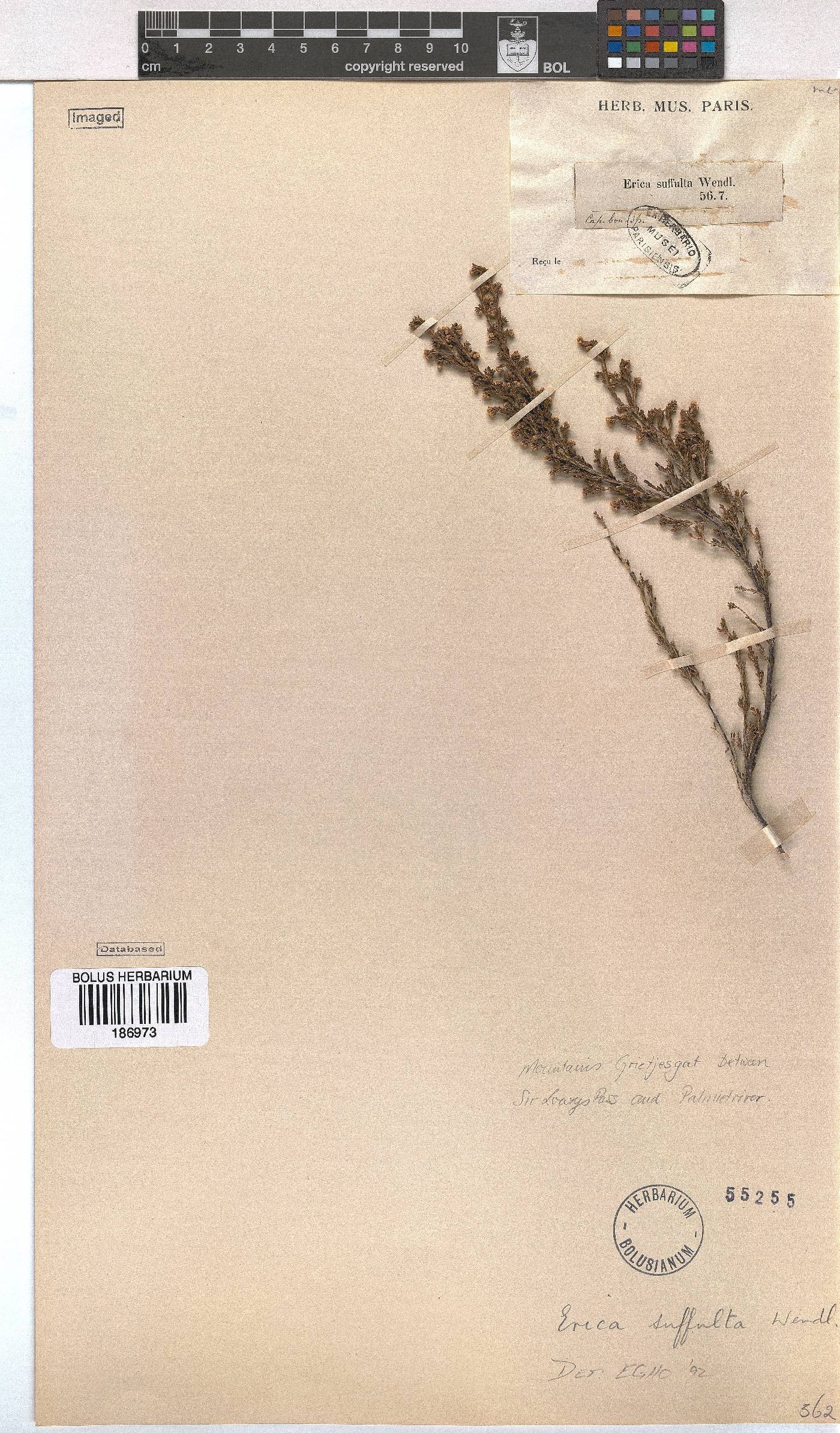 Erica suffulta image