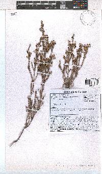 Erica pogonanthera image