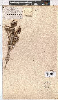 Erica pogonanthera image