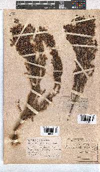 Erica pogonanthera image