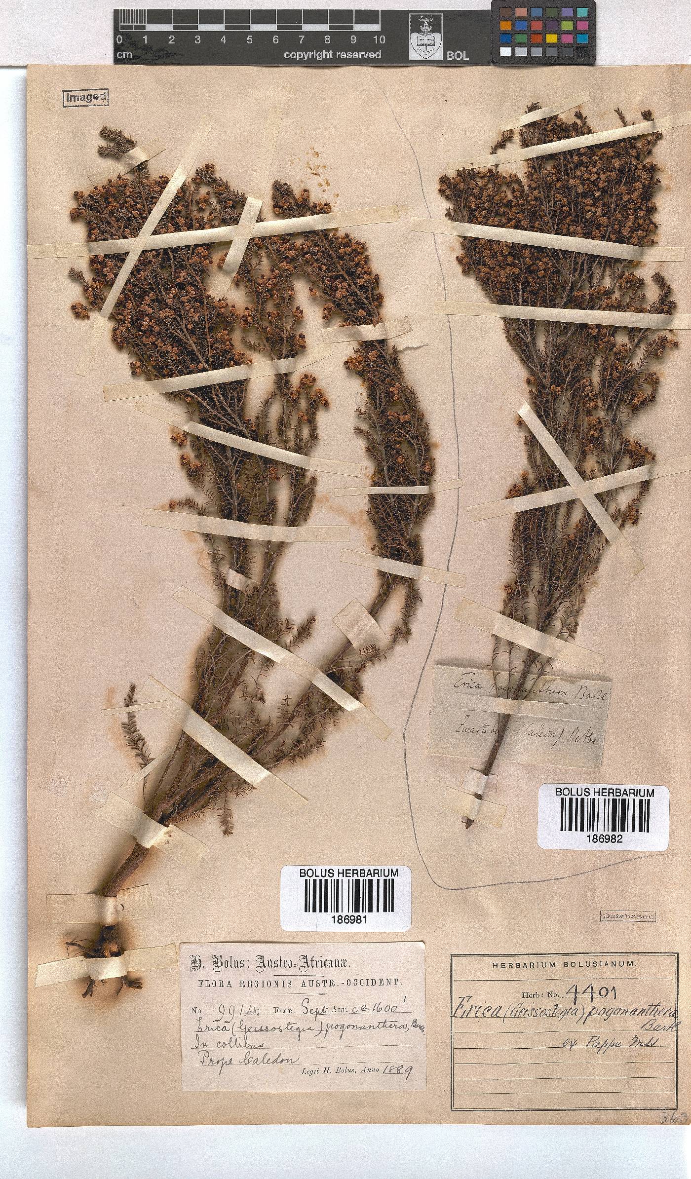 Erica pogonanthera image