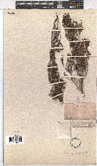 Erica pogonanthera image