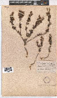 Erica pogonanthera image