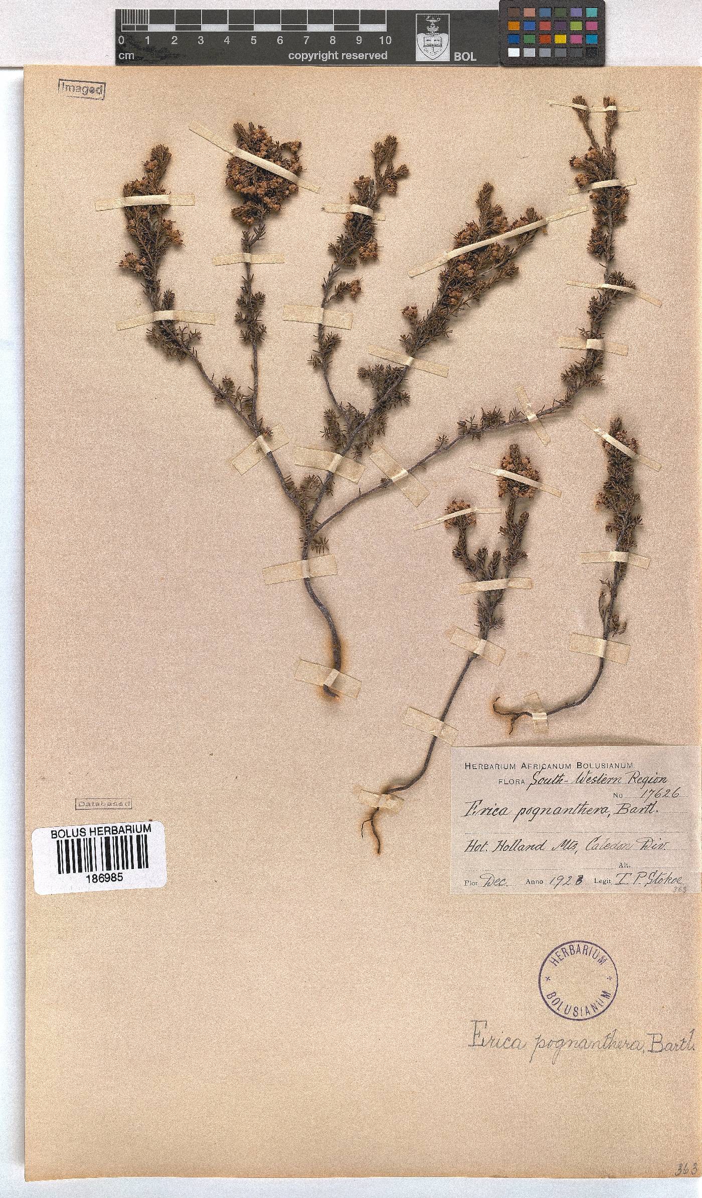 Erica pogonanthera image