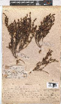 Erica azaleifolia image