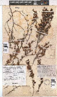 Erica azaleifolia image