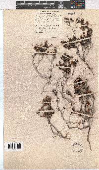 Erica azaleifolia image