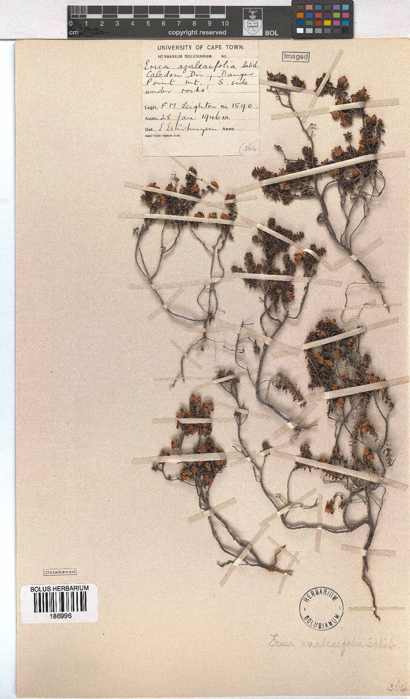 Erica azaleifolia image