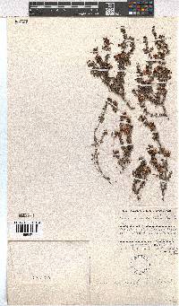 Erica azaleifolia image